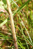 Hieracium-laevigatum-16-07-2009-0325