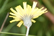 Hieracium-pilosella-07-07-2009-8587