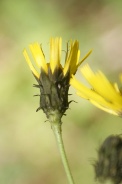 Hieracium-sabaudum-11-08-2011-4347