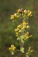 Inula-conyza-30-08-2010-4718