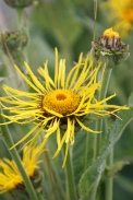 Inula-helenium-29-06-2011-0490