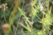 Lactuca-scariola-04-08-2010-3750