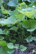 Petasites-paradoxus-07-07-2010-2231