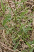 Picris-hieracioides-04-06-2009-3513