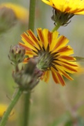 Picris-hieracioides-04-06-2009-3517