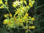 Senecio-gallicus-fleurs5-01-07-2008