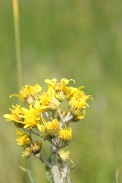 Senecio-paludosus-15-06-2011-9823