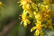 Solidago-virgaurea-11-09-2010-4914