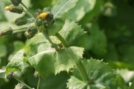 Sonchus-arvensis-28-06-2009-6802