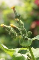 Sonchus-arvensis-28-06-2009-6808