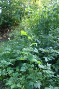 Sonchus-oleraceus-01-07-2009-6872