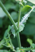 Sonchus-oleraceus-01-07-2009-6874