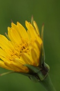 Tragopogon-pratensis-11-05-2010-8199