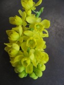 Mahonia-aquifolium-5153