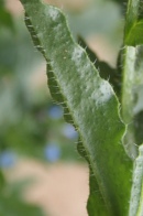 Anchusa-arvensis-13-06-2009-4809