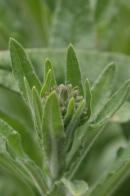 Anchusa-officinalis-06-06-2009-4060