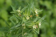 Lithospermum-officinale-16-05-2009-2225