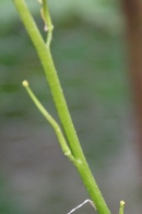 Brassica-eruca-01-07-2009-7261