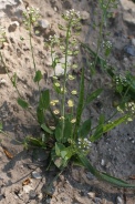 Thlaspi-perfoliatum-24-04-2009-1094