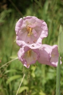 Campanula-medium-20-06-2009-5379