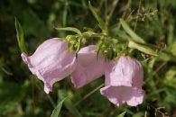 Campanula-medium-20-06-2009-5385