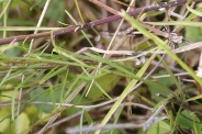 Campanula-rotundifolia-30-08-2010-4825