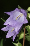 Campanula-trachelium-18-07-2009-0573