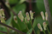 Lonicera-xylosteum-18-04-2011-6954