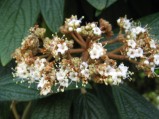 Viburnum-rhytidophyllum-4544