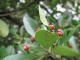 Euonymus-japonicus-10-03-2009-4787