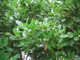 Euonymus-japonicus-4-09-2008-012