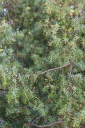 Juniperus-communis-24-06-2009-6105