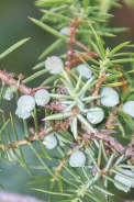 Juniperus-communis-24-06-2009-6111
