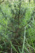 Juniperus-communis-27-06-2009-6044