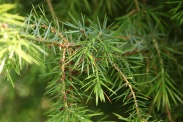 Juniperus-oxycedrus-27-06-2009-6626