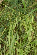 Carex-brizoides-17-07-2011-2557