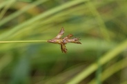 Carex-brizoides-17-07-2011-2558