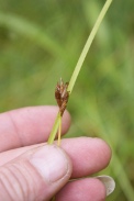 Carex-brizoides-17-07-2011-2563