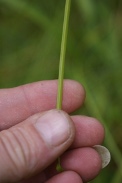 Carex-brizoides-17-07-2011-2564
