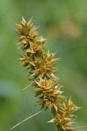 Carex-cuprina-17-07-2011-2723