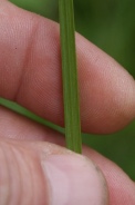 Carex-cuprina-17-07-2011-2725