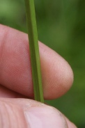 Carex-cuprina-17-07-2011-2726