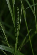 Carex-digitata-05-06-2010-9101