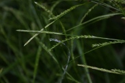 Carex-digitata-05-06-2010-9102