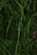 Carex-digitata-05-06-2010-9105