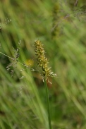 Carex-otrubae-09-06-2009-4692