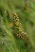 Carex-otrubae-09-06-2009-4693