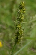 Carex-otrubae-09-06-2009-4695