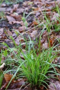 Carex-pallescens-11-05-2010-8062