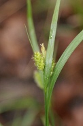 Carex-pallescens-11-05-2010-8063